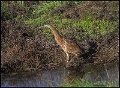 _6SB9200 american bittern